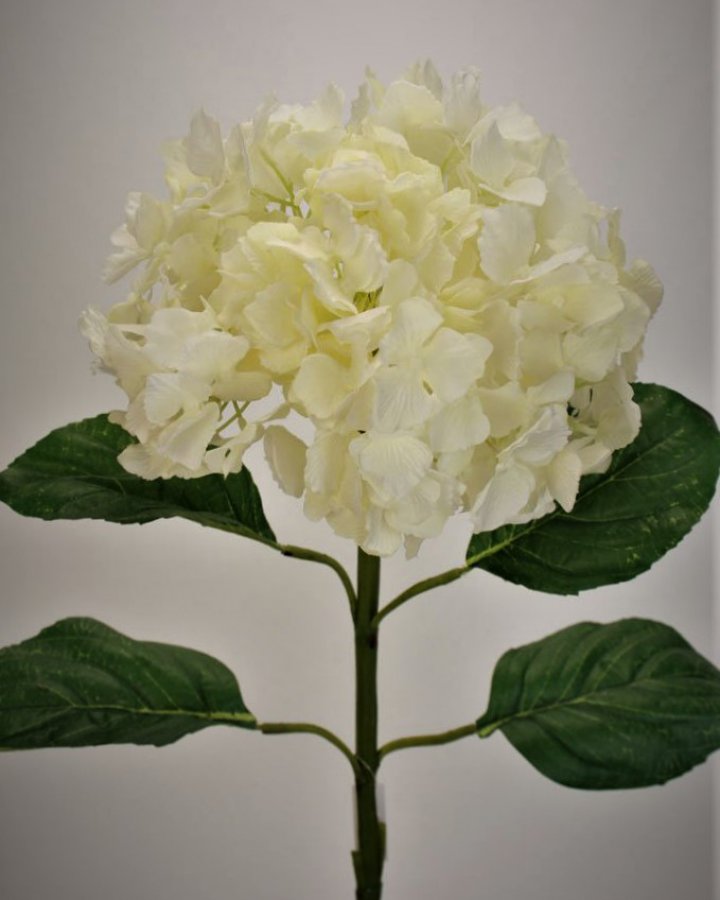 Гортензия "Энлес самме" для декора интерьера