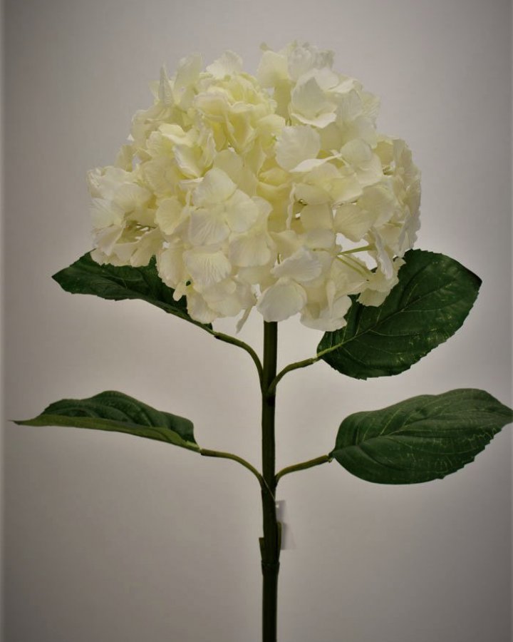 Гортензия "Энлес самме" для декора интерьера