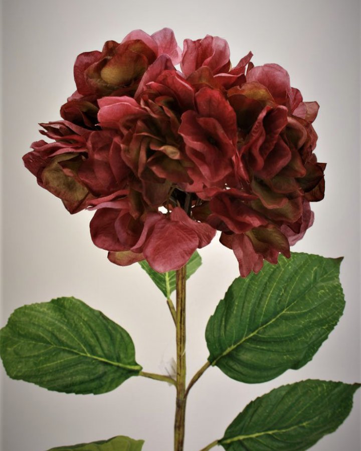 Гортензия сухоцвет "Энлес самме" для декора интерьера