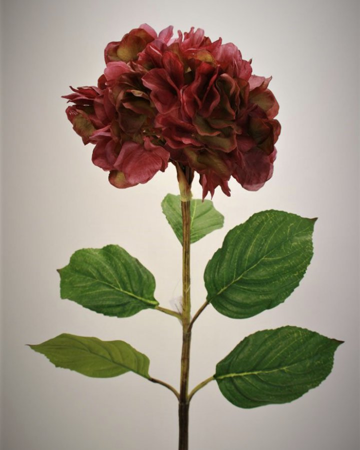 Гортензия сухоцвет "Энлес самме" для декора интерьера