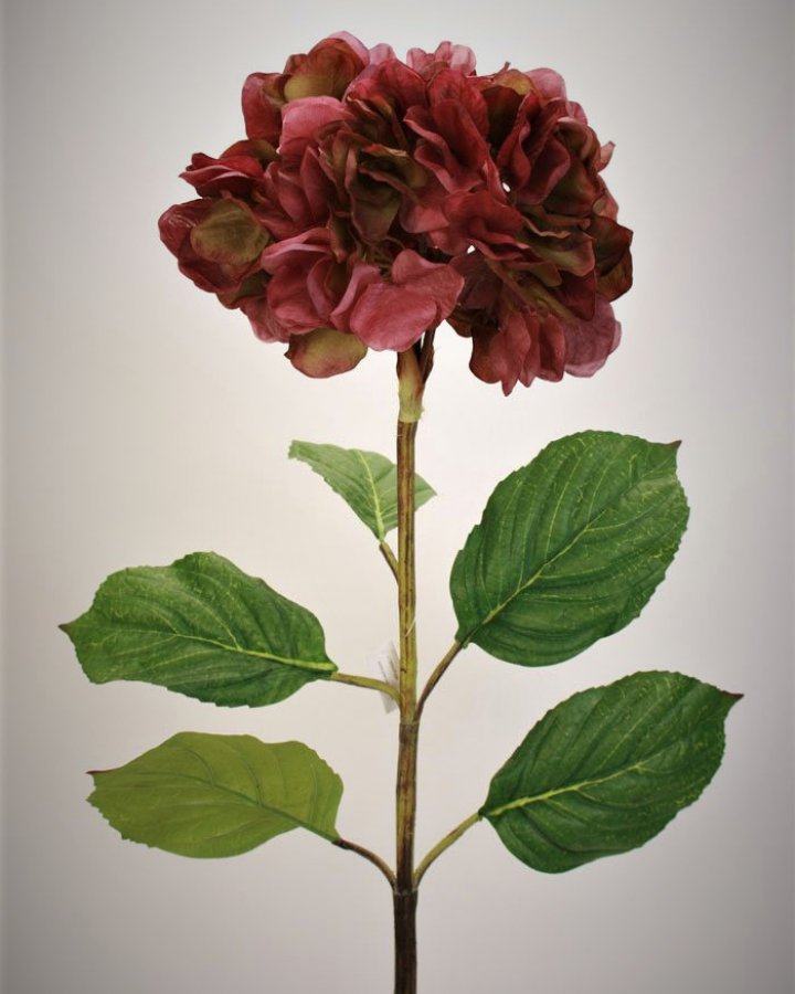 Гортензия сухоцвет "Энлес самме" для декора интерьера