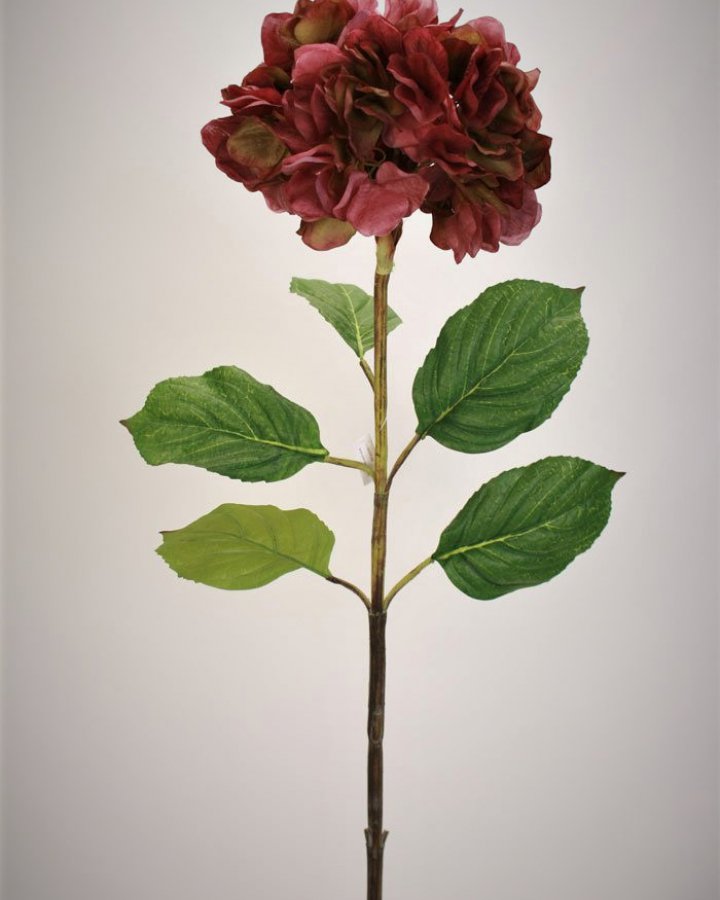 Гортензия сухоцвет "Энлес самме" для декора интерьера