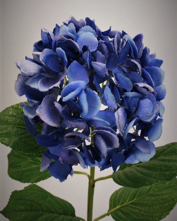 Гортензия "Энлес самме" для декора