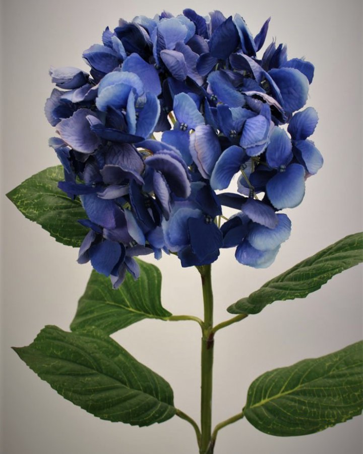 Гортензия "Энлес самме" для декора