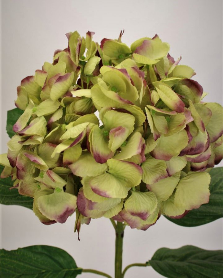 Гортензия "Энлес самме" для винтажного интерьерного декора