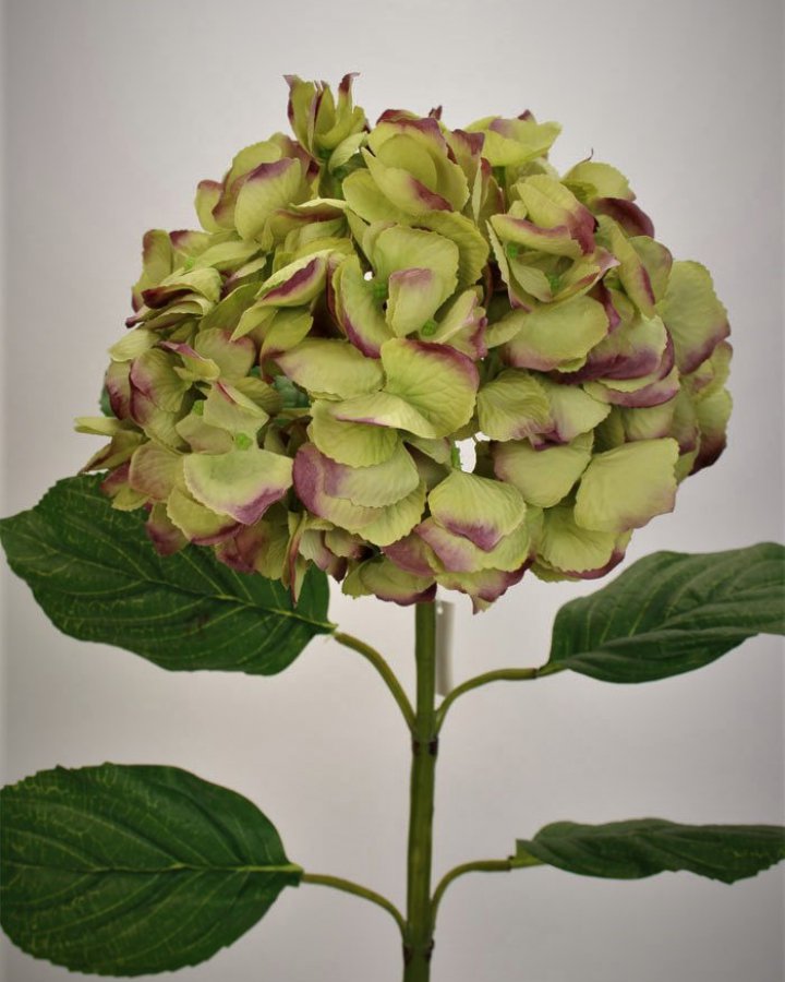 Гортензия "Энлес самме" для винтажного интерьерного декора