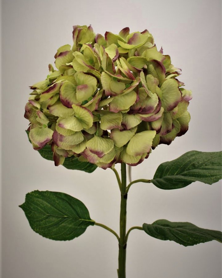 Гортензия "Энлес самме" для винтажного интерьерного декора