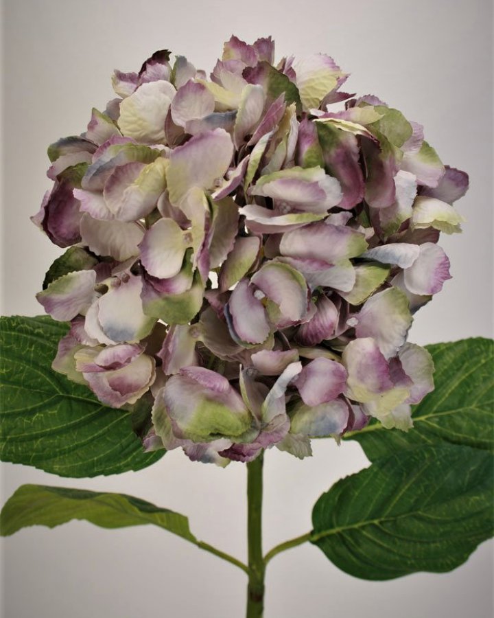 Гортензия "Энлес самме" для декора в стиле ретро