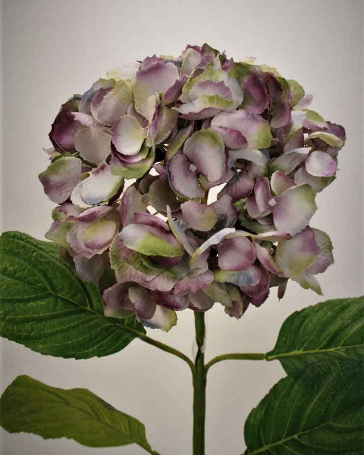 Гортензия "Энлес самме" для декора в стиле ретро