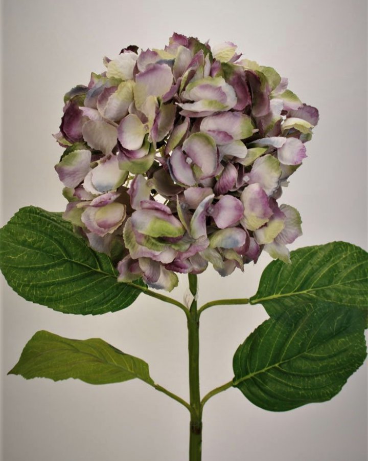 Гортензия "Энлес самме" для декора в стиле ретро