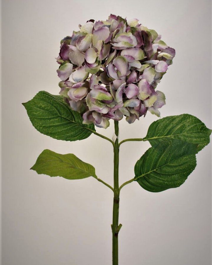 Гортензия "Энлес самме" для декора в стиле ретро