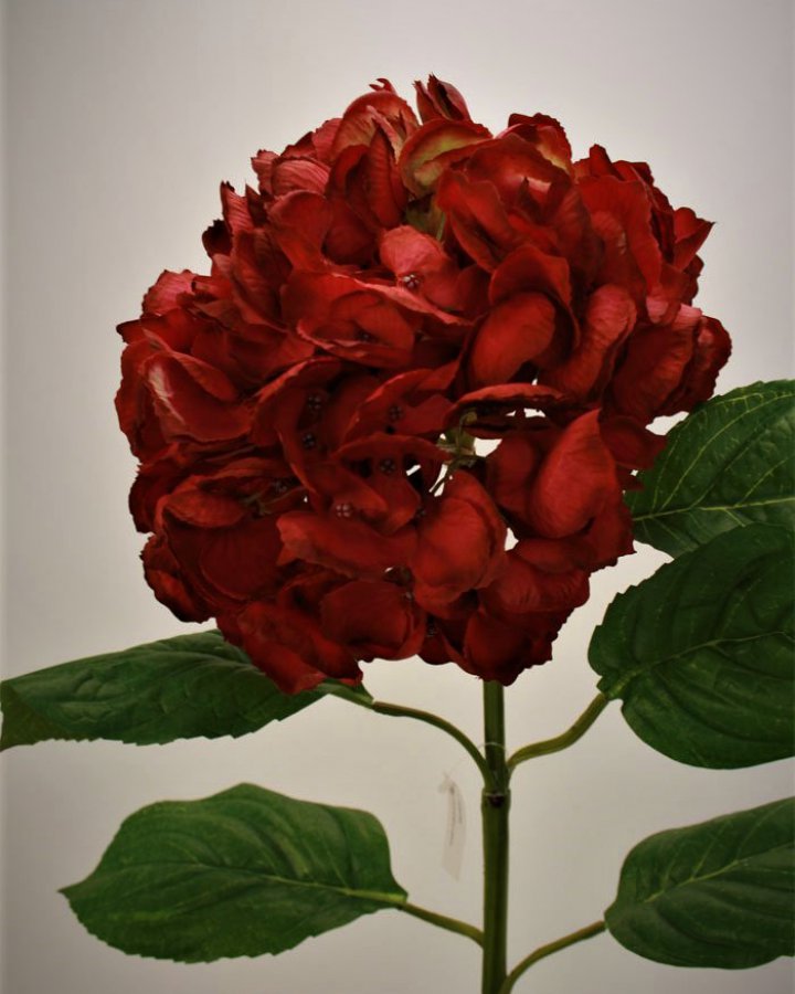 Гортензия "Энлес самме" для интерьерного декора