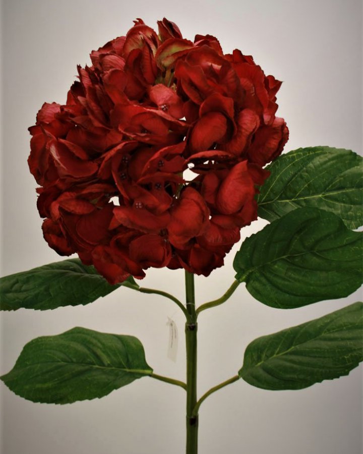 Гортензия "Энлес самме" для интерьерного декора