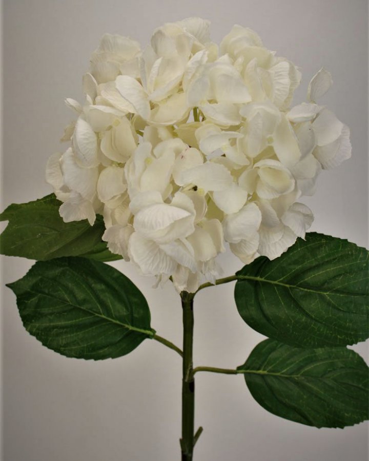 Гортензия "Энлес самме" для домашнего декора