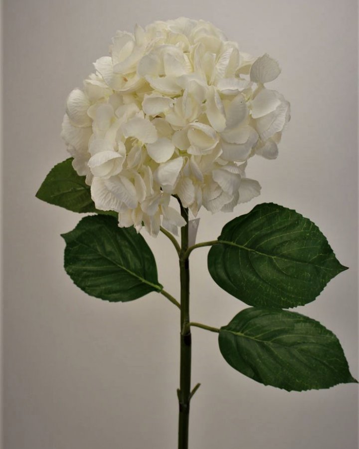 Гортензия "Энлес самме" для домашнего декора