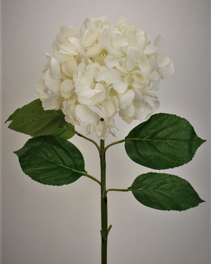 Гортензия "Энлес самме" для домашнего декора