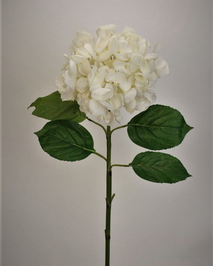 Гортензия "Энлес самме" для домашнего декора