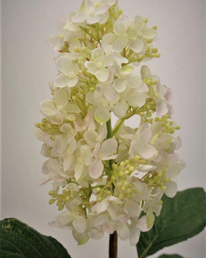 Гортензия метельчатая "Грандифлора" для интерьера