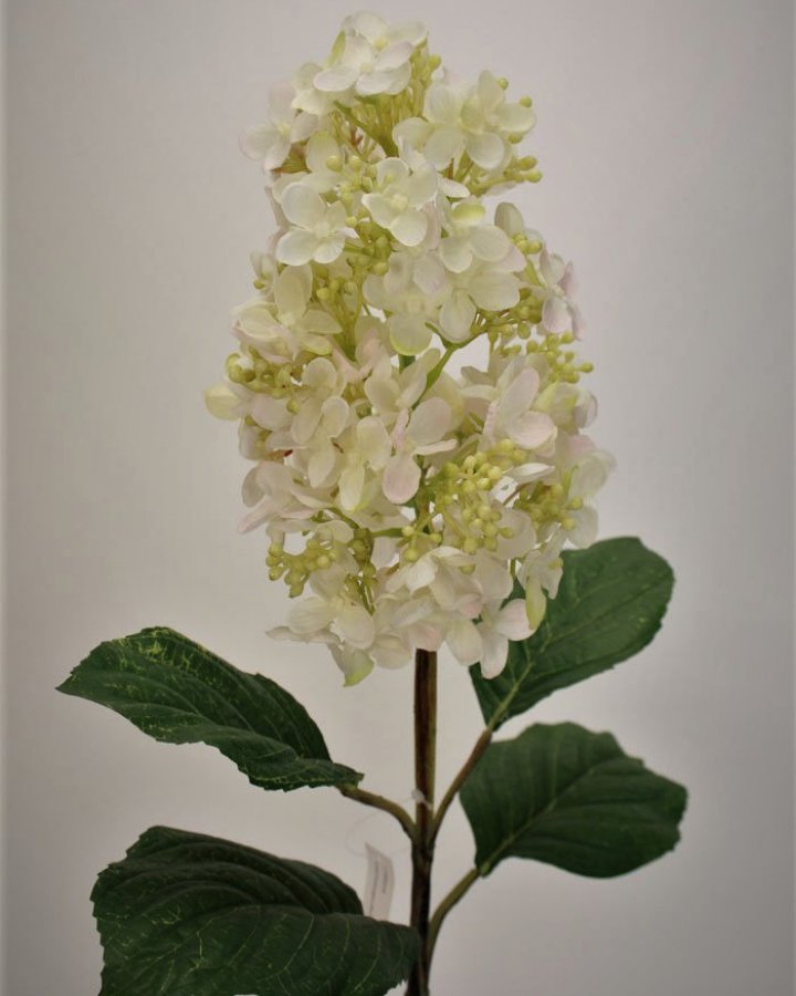 Гортензия метельчатая "Грандифлора" для интерьера