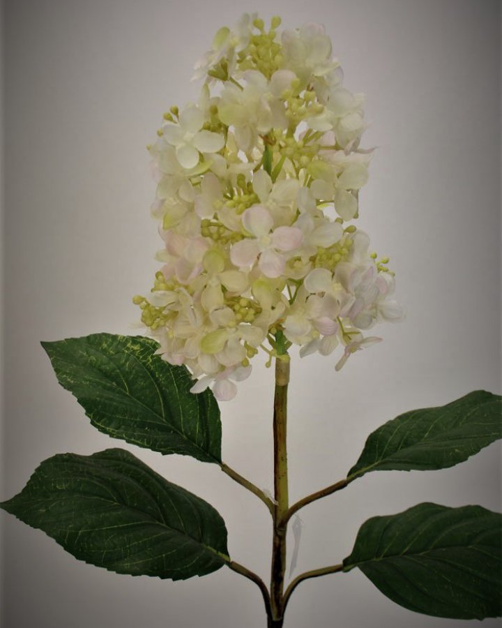 Гортензия метельчатая "Грандифлора" для интерьера