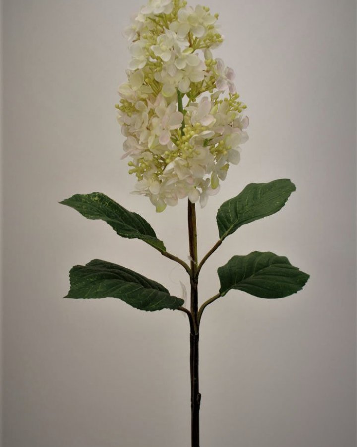 Гортензия метельчатая "Грандифлора" для интерьера