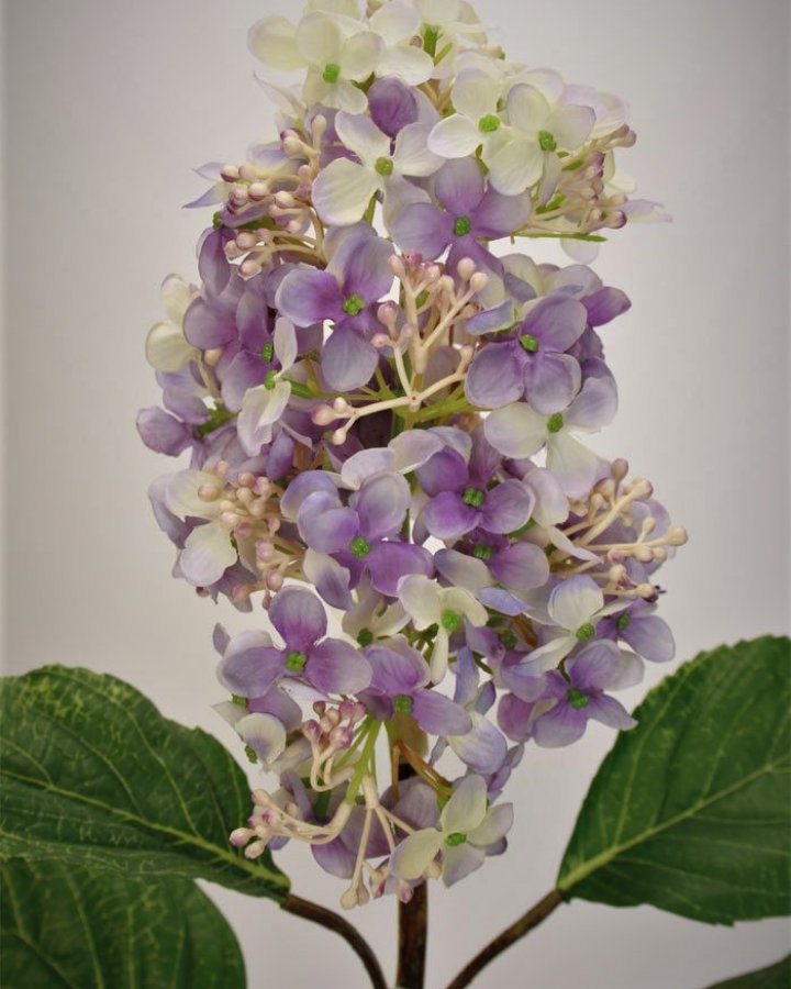 Гортензия метельчатая "Грандифлора" для декора