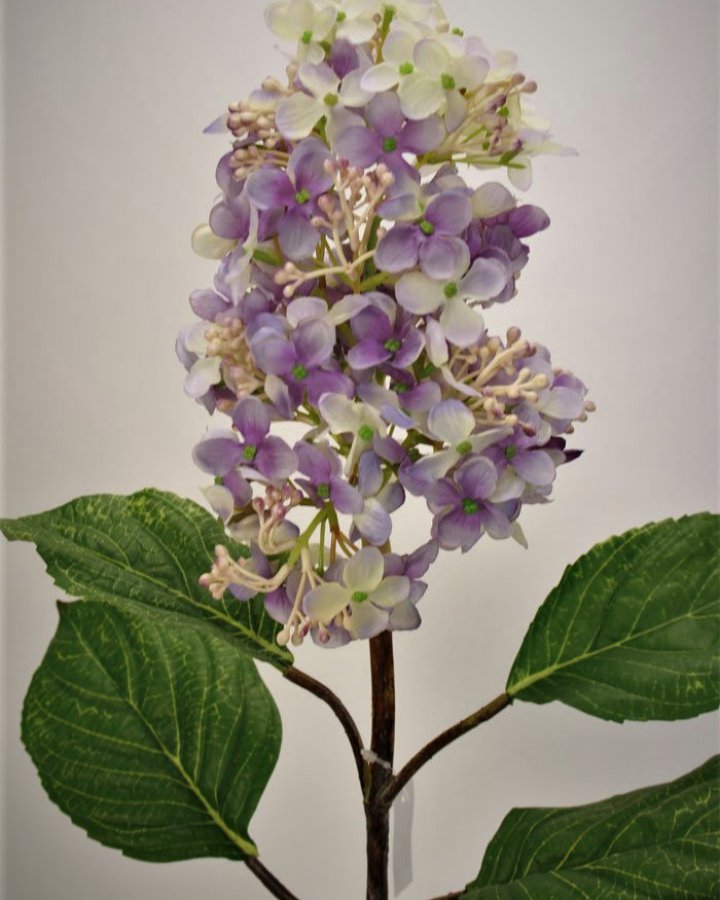 Гортензия метельчатая "Грандифлора" для декора