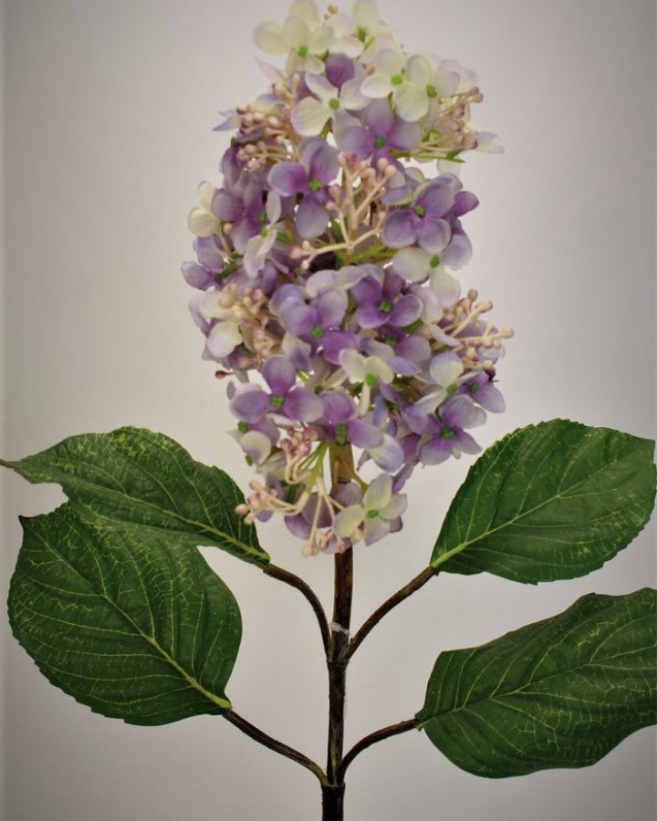 Гортензия метельчатая "Грандифлора" для декора