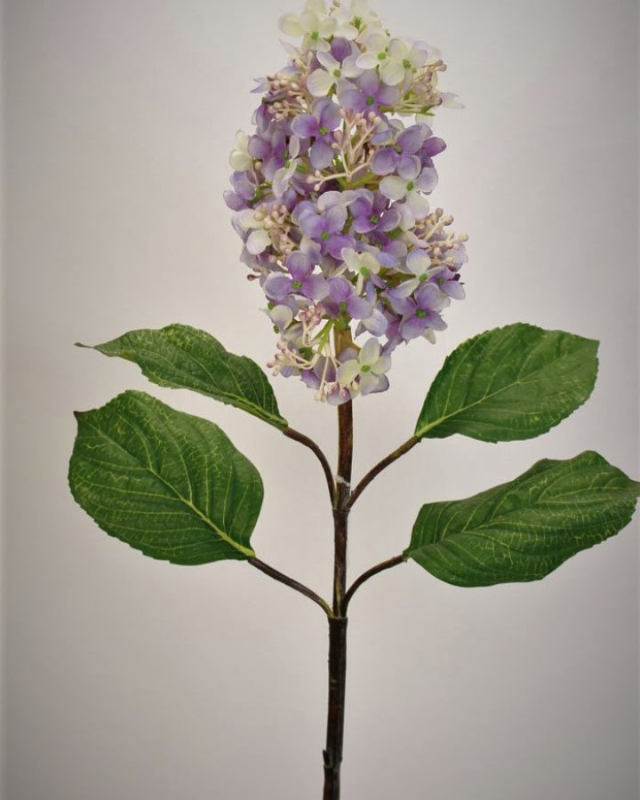 Гортензия метельчатая "Грандифлора" для декора