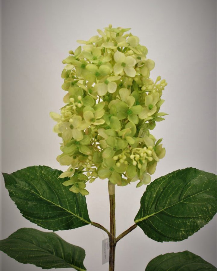 Гортензия метельчатая "Грандифлора" для интерьера