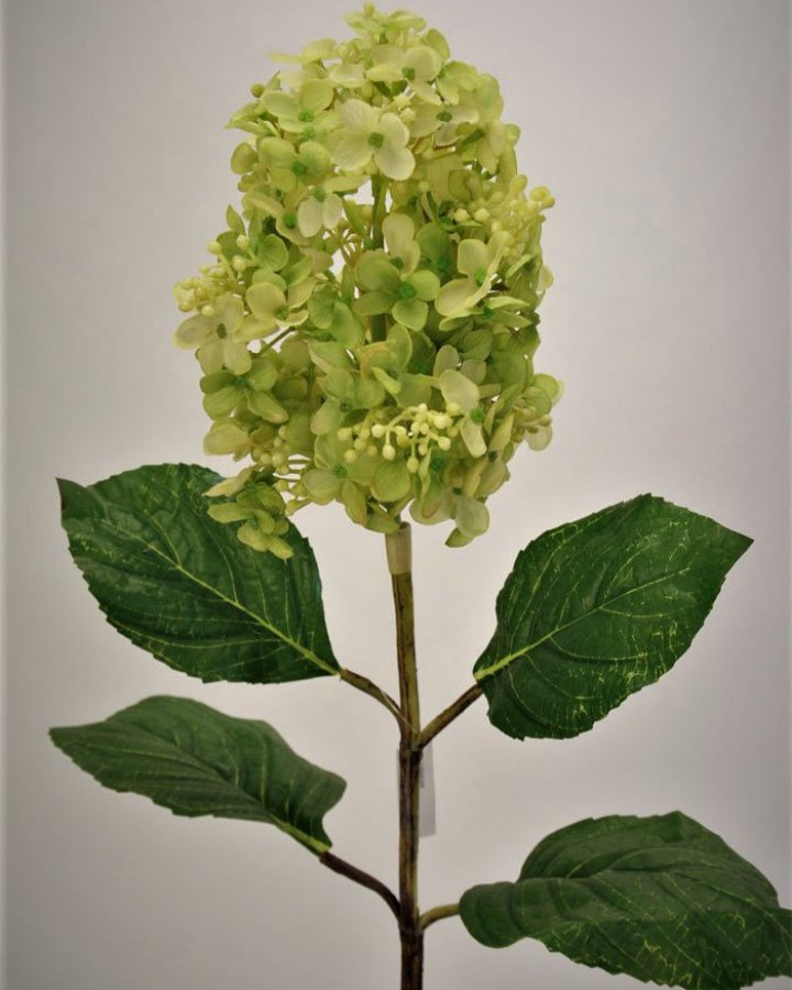 Гортензия метельчатая "Грандифлора" для интерьера