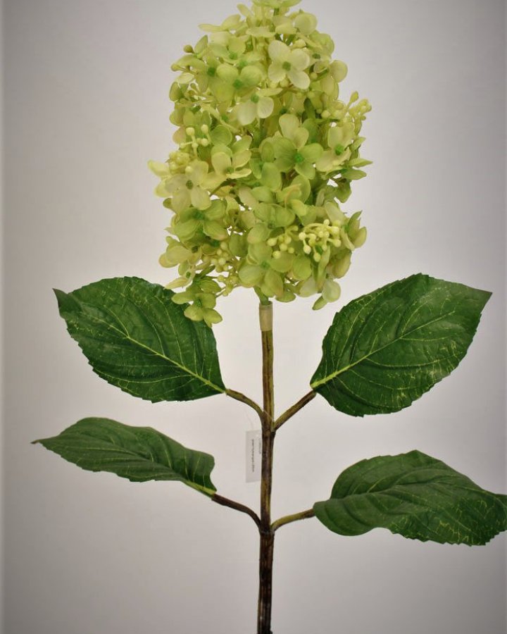 Гортензия метельчатая "Грандифлора" для интерьера