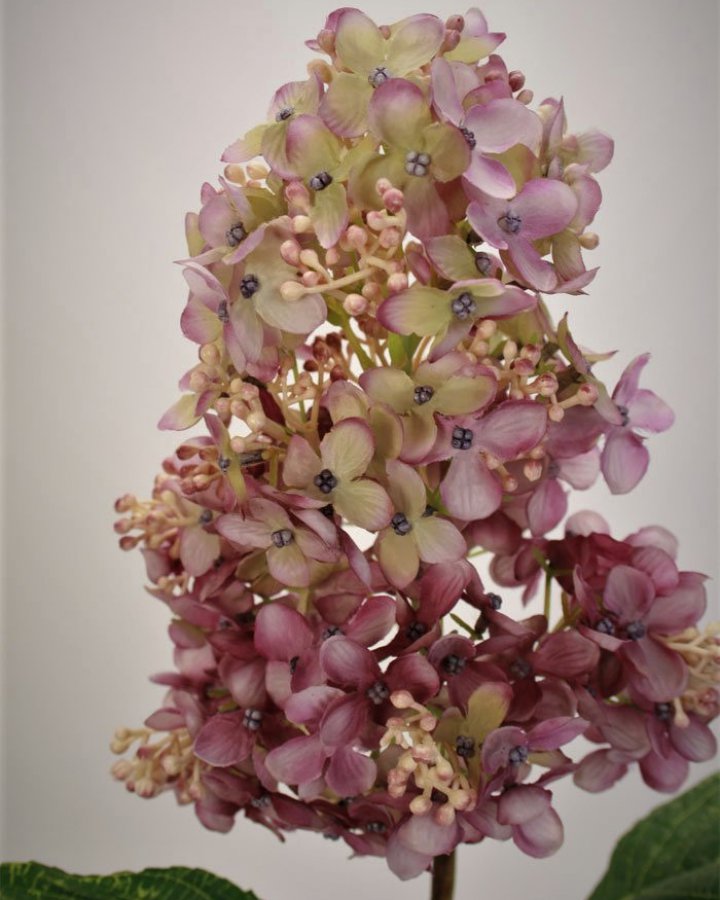 Гортензия метельчатая "Грандифлора" для декора интерьера в стиле ретро