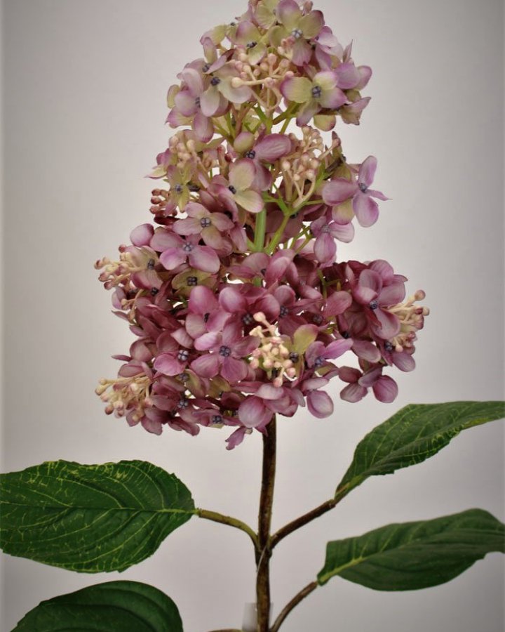 Гортензия метельчатая "Грандифлора" для декора интерьера в стиле ретро