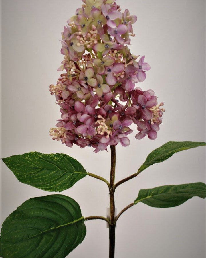 Гортензия метельчатая "Грандифлора" для декора интерьера в стиле ретро