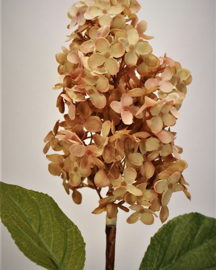 Гортензия метельчатая "Грандифлора" для декора в стиле ретро