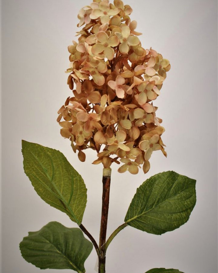 Гортензия метельчатая "Грандифлора" для декора в стиле ретро