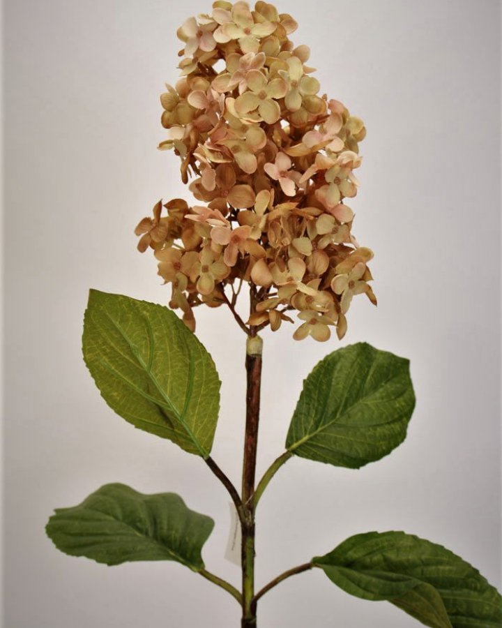 Гортензия метельчатая "Грандифлора" для декора в стиле ретро