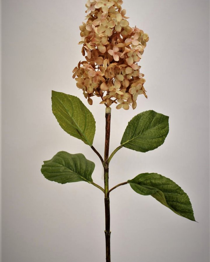 Гортензия метельчатая "Грандифлора" для декора в стиле ретро