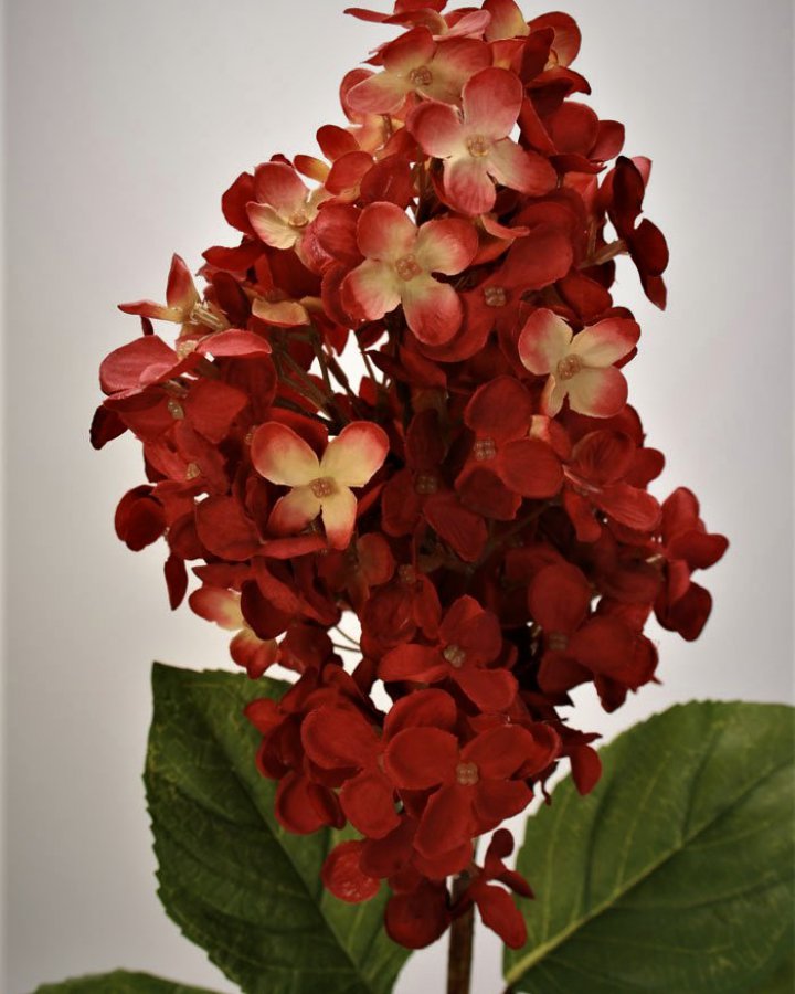 Гортензия метельчатая Грандифлора" для декора интерьера в винтажном стиле