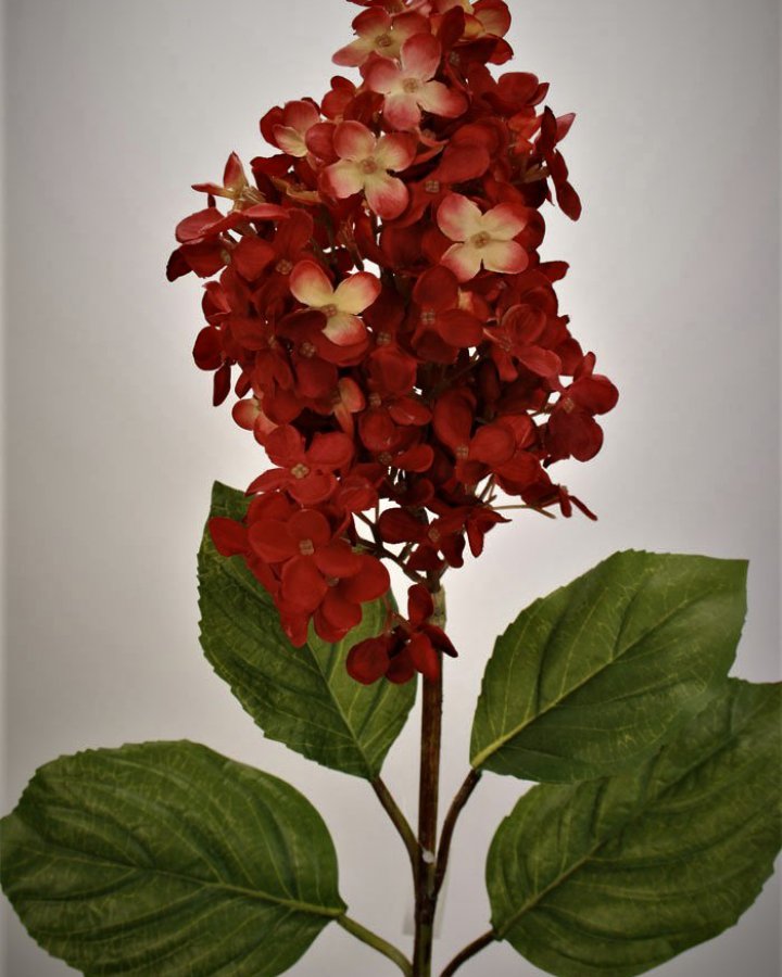 Гортензия метельчатая Грандифлора" для декора интерьера в винтажном стиле