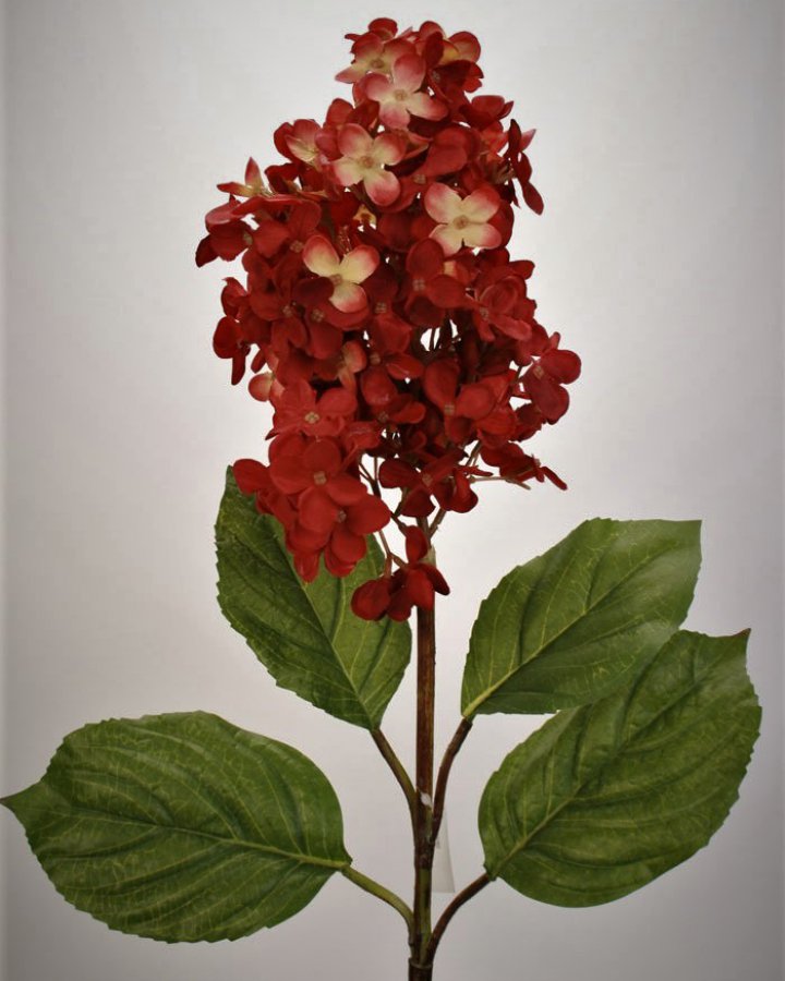 Гортензия метельчатая Грандифлора" для декора интерьера в винтажном стиле