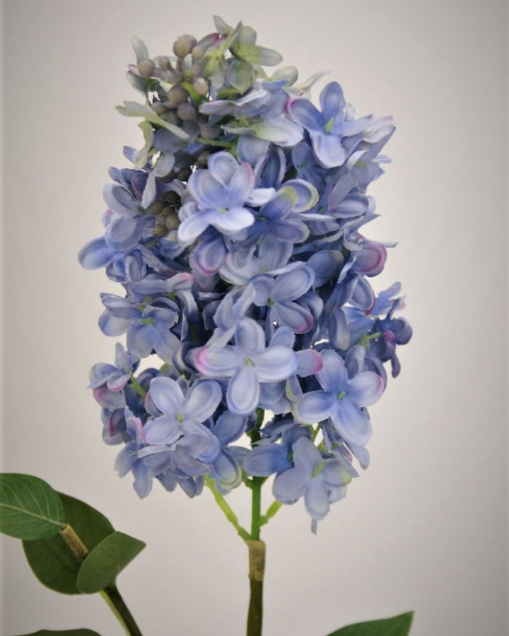 Гортензия метельчатая "Грандифлора" для интерьера