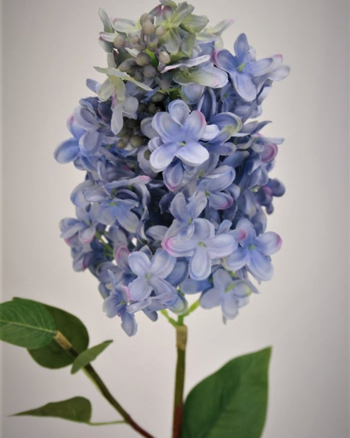 Гортензия метельчатая "Грандифлора" для интерьера