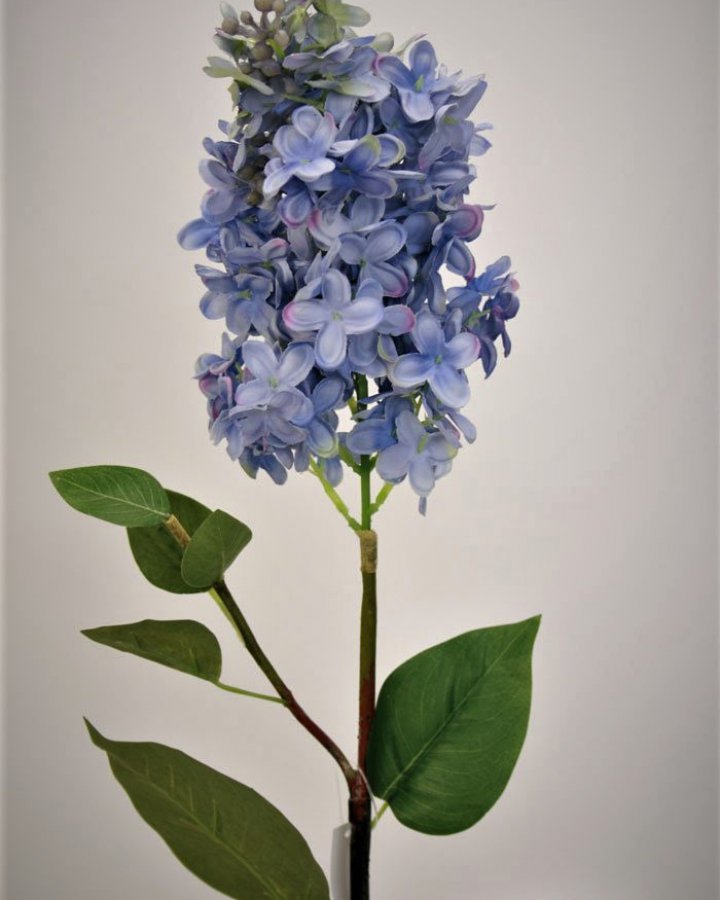 Гортензия метельчатая "Грандифлора" для интерьера