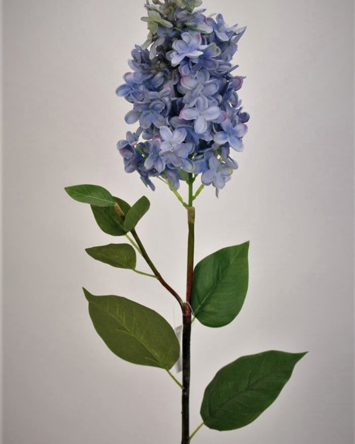 Гортензия метельчатая "Грандифлора" для интерьера