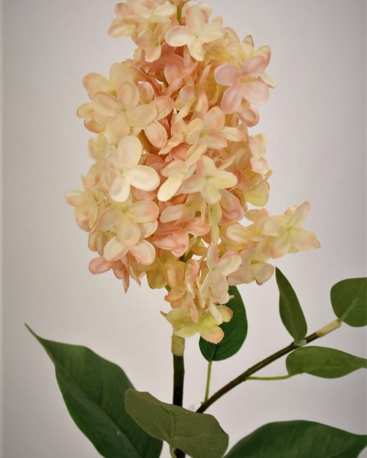 Гортензия метельчатая "Грандифлора" для декора