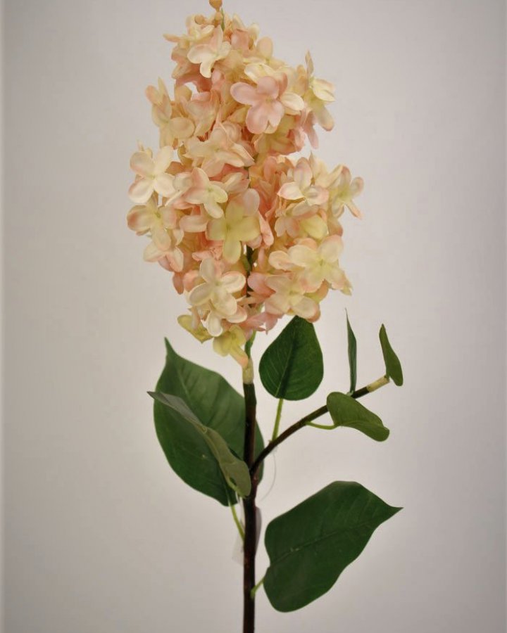 Гортензия метельчатая "Грандифлора" для декора