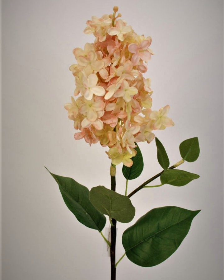 Гортензия метельчатая "Грандифлора" для декора