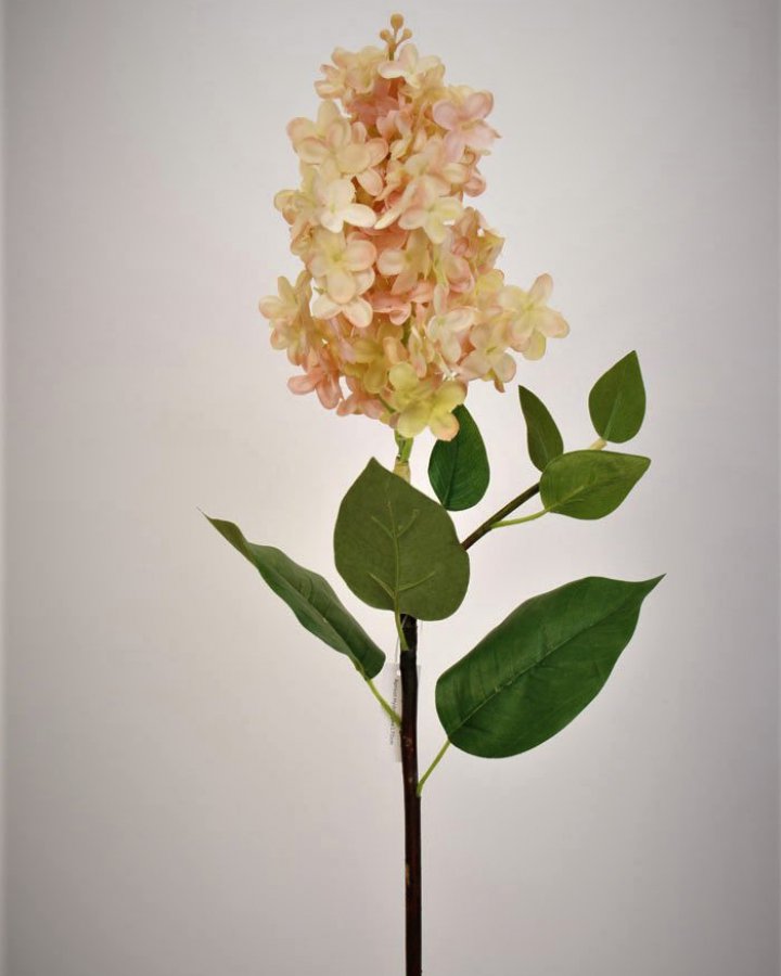 Гортензия метельчатая "Грандифлора" для декора